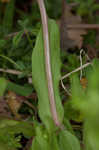 Lewiston cornsalad